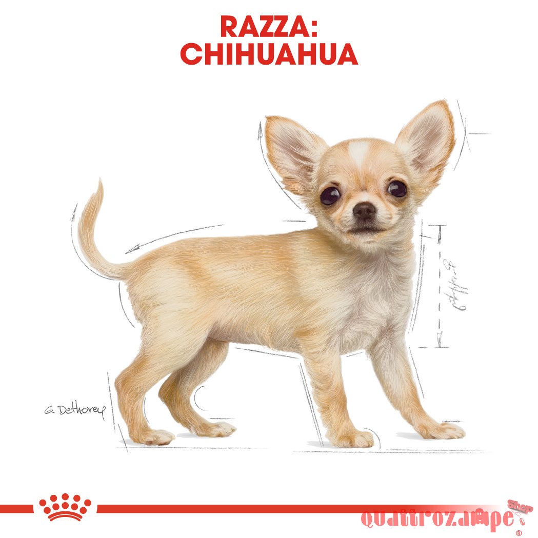 Royal Canin Chihuahua PUPPY 1,5 kg