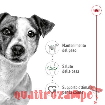 Royal Canin Mini Adult