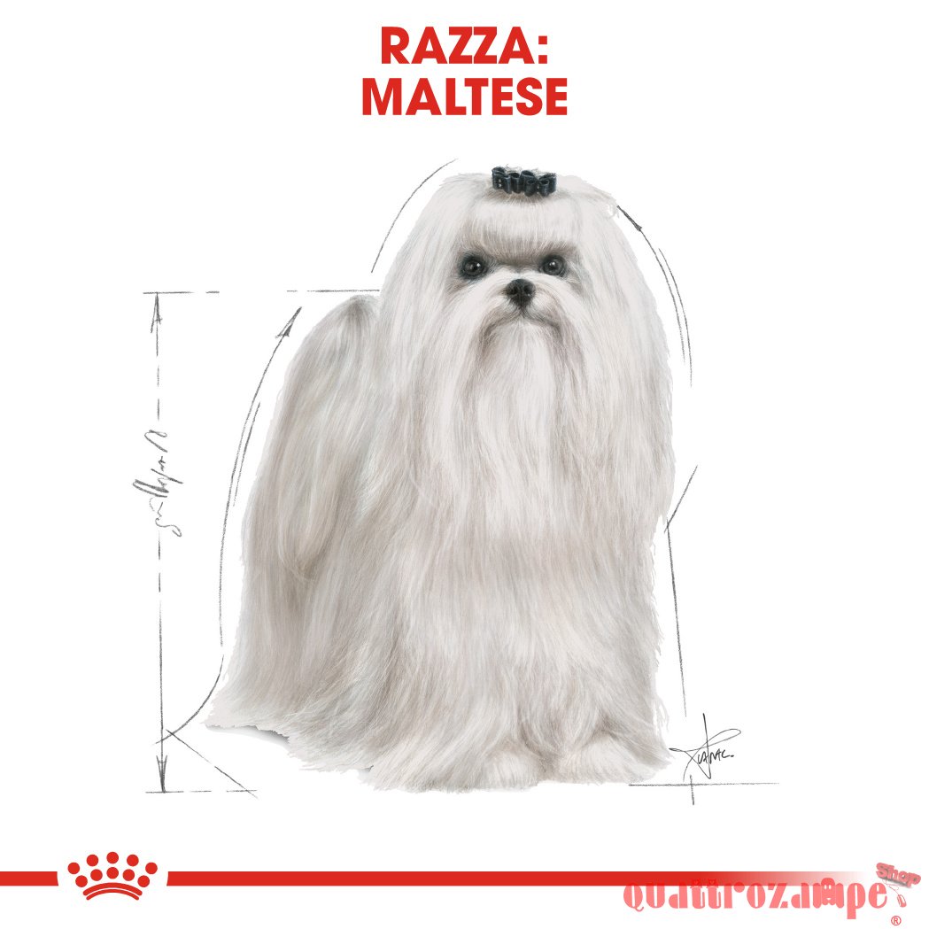 Royal Canin Maltese Adult