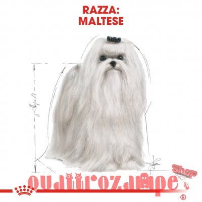 Royal Canin Maltese Adult