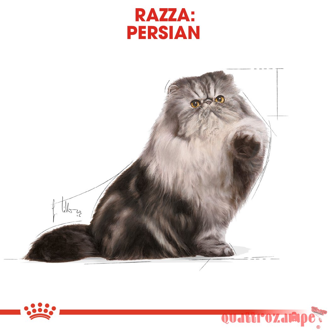Royal Canin Persian Adult Alimentazione Gatto
