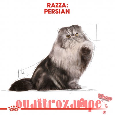 Royal Canin Persian Adult Alimentazione Gatto