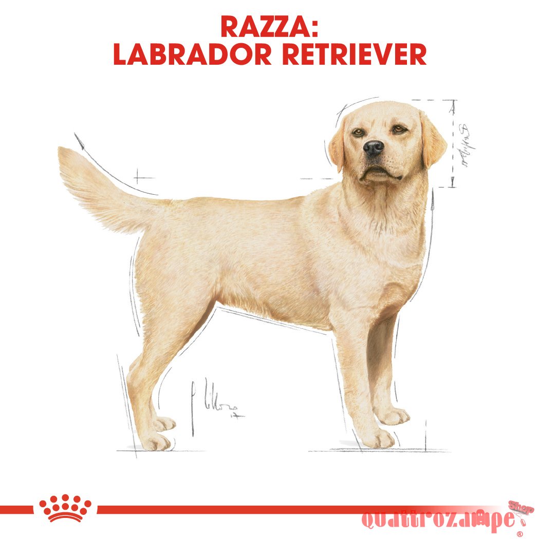 Royal Canin Labrador Retriever Adult Cibo Per Cani Di Razza