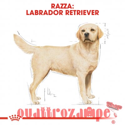 Royal Canin Labrador Retriever Adult Cibo Per Cani Di Razza