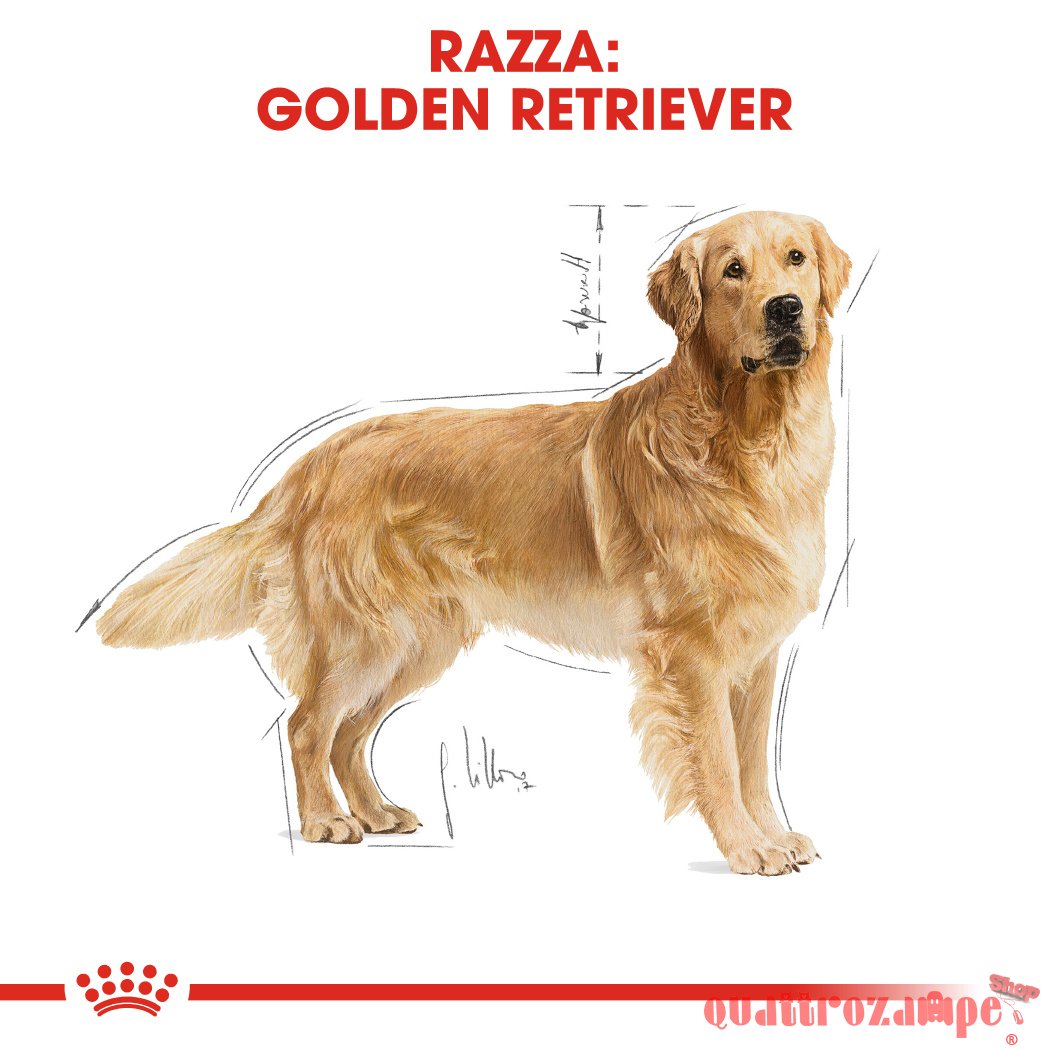 Royal Canin Golden Retriever Adult