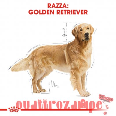 Royal Canin Golden Retriever Adult