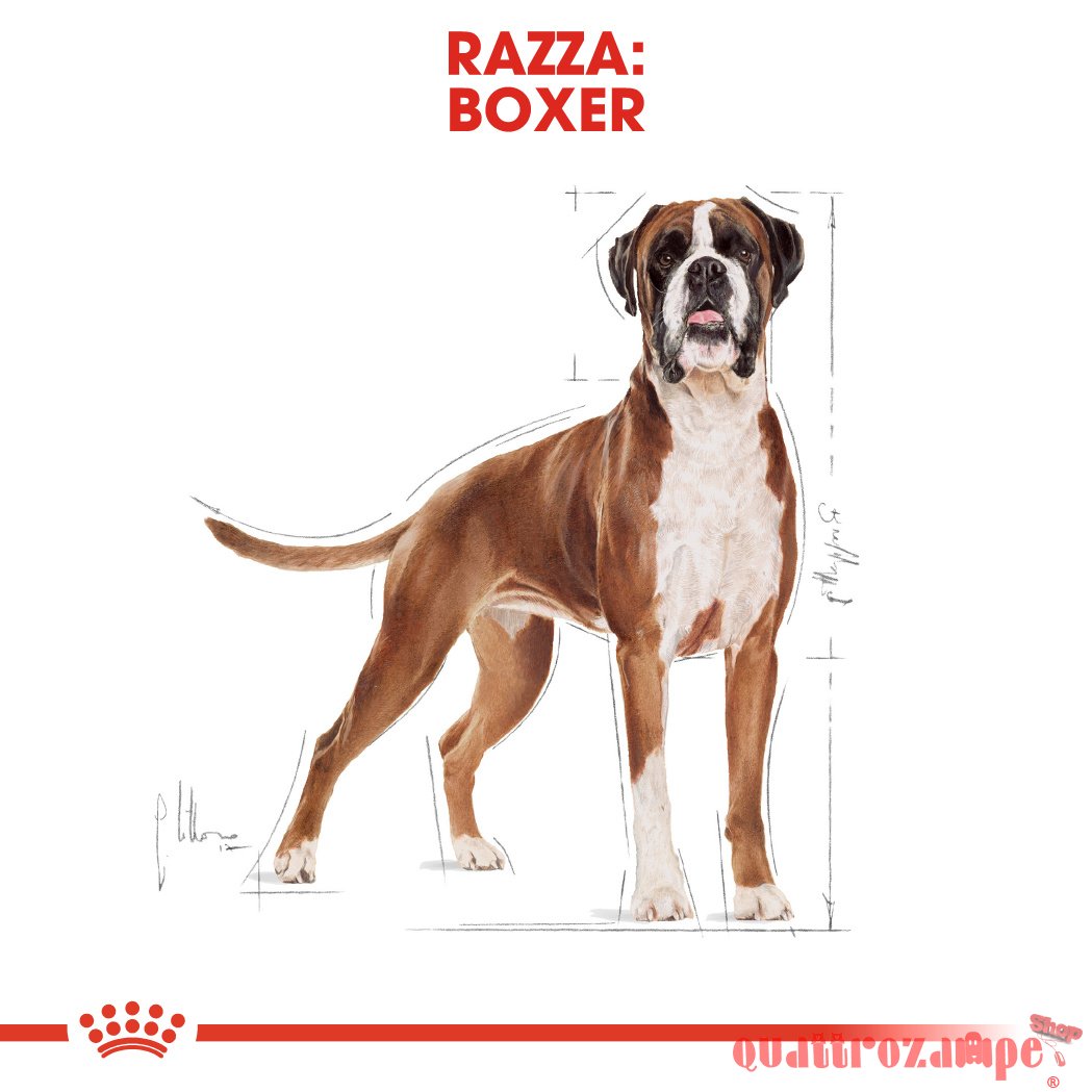 Royal Canin Boxer Adult