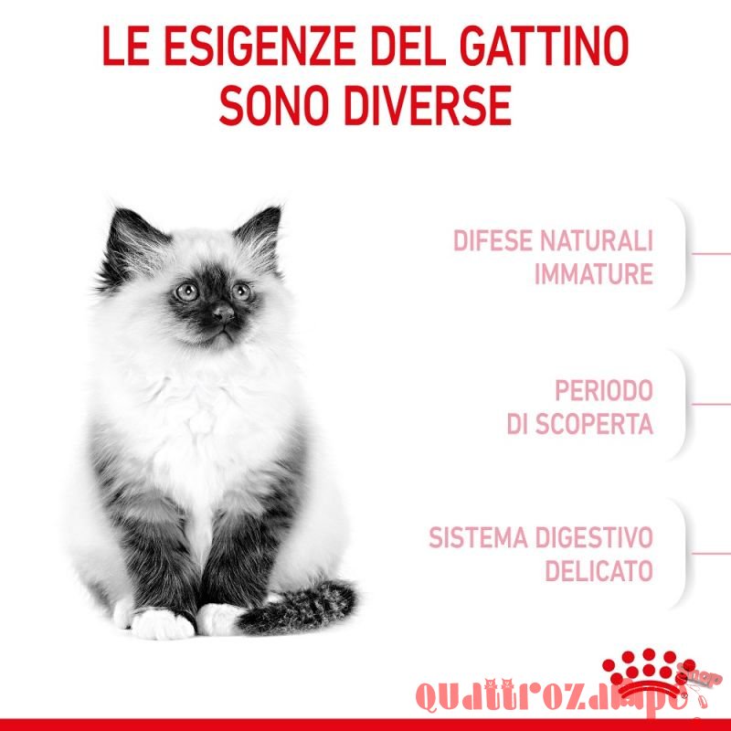 Royal Canin Kitten Gatto Cibo Per Gatti Cuccioli