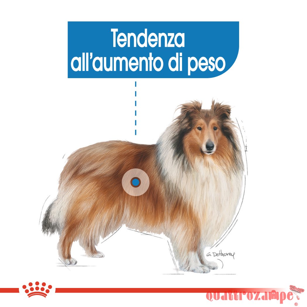 Royal Canin Maxi Light