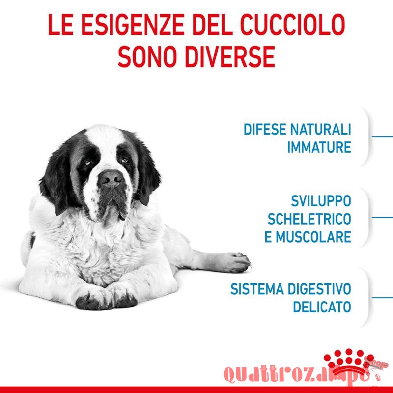 Royal Canin Giant Junior