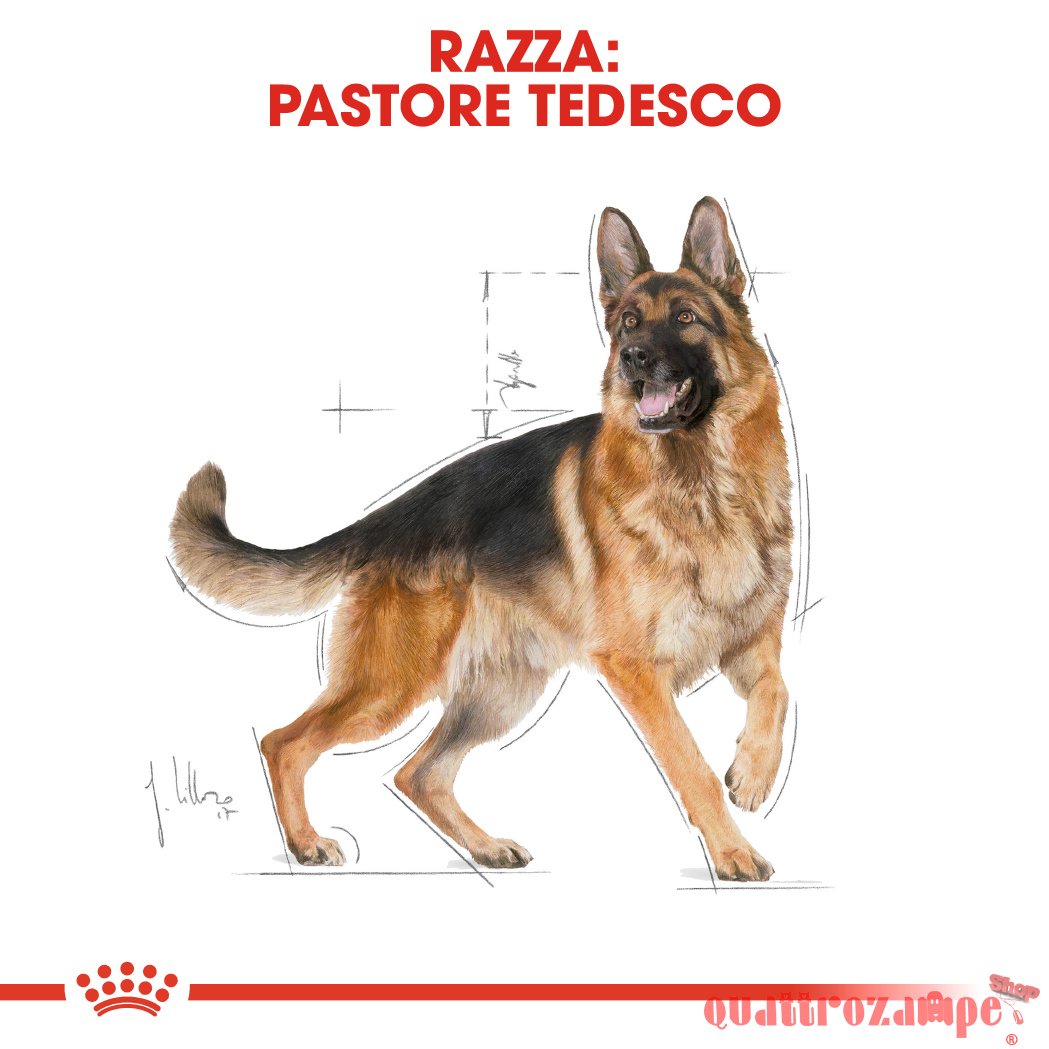Royal Canin German Shepherd Adult
