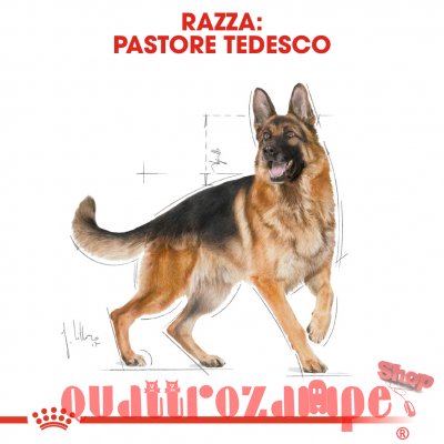 Royal Canin German Shepherd Adult