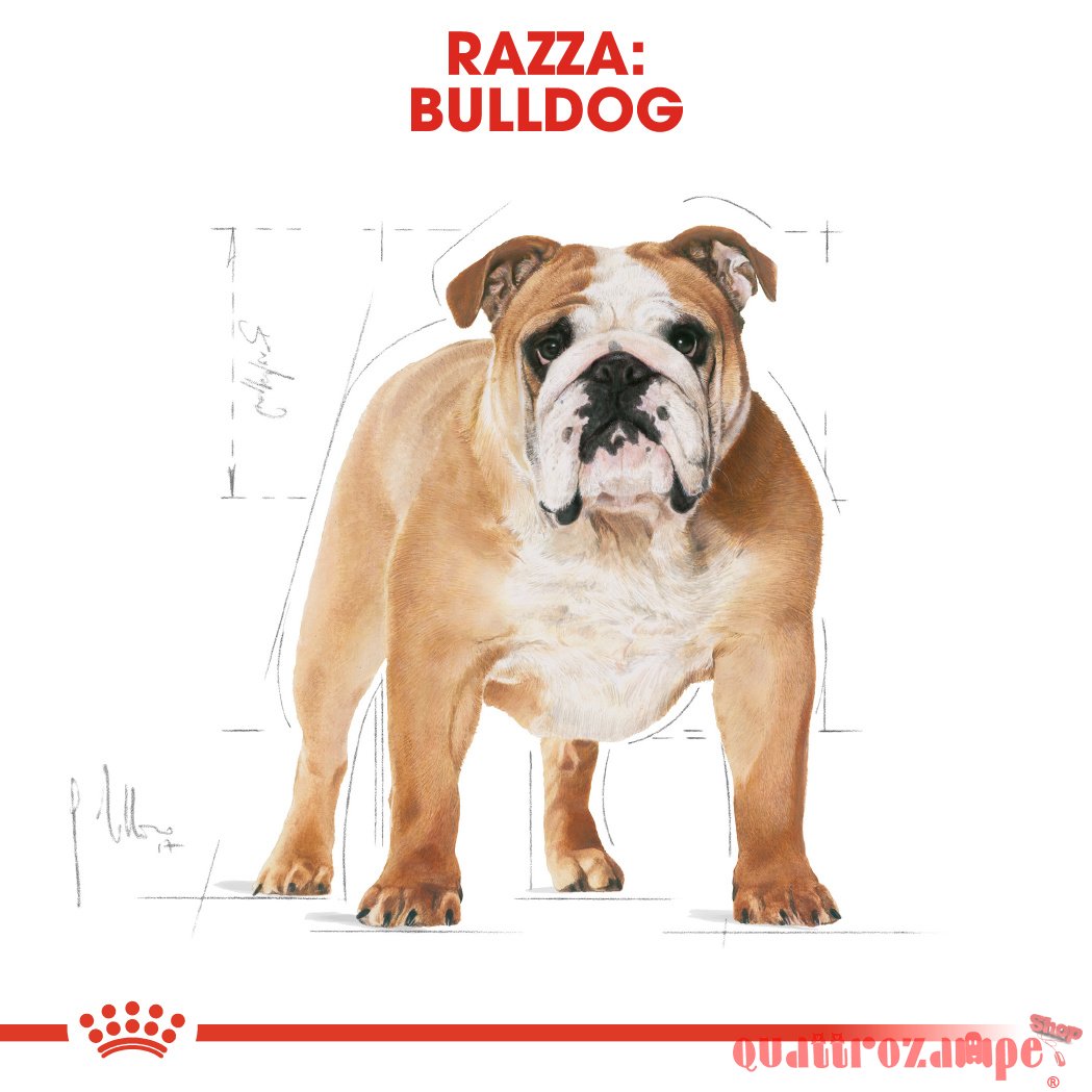 Royal Canin Bulldog Adult Inglese