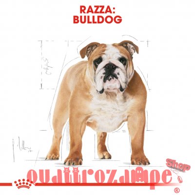 Royal Canin Bulldog Adult Inglese