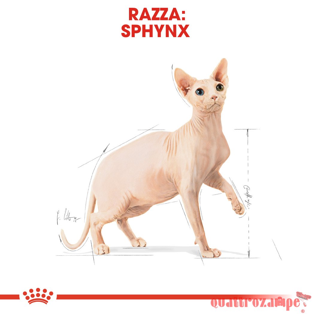 Royal Canin Sphynx 2 kg Per Gatti
