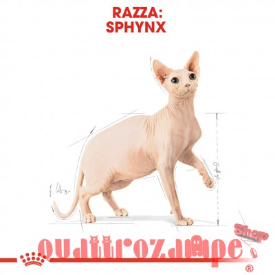 Royal Canin Sphynx 2 kg Per Gatti