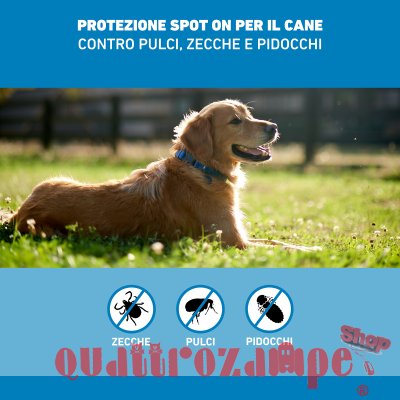 Frontline SPOT ON 2-10 Kg - Antiparassitario per cane cani - 4 pipette