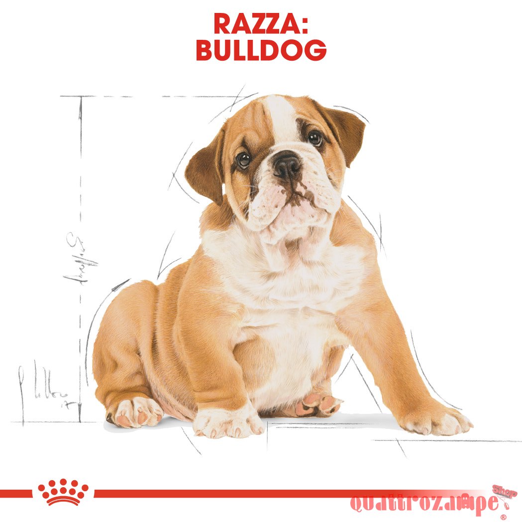 Royal Canin Bulldog Inglese Puppy