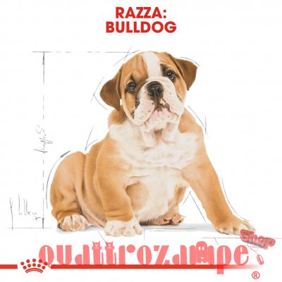 Royal Canin Bulldog Inglese Puppy