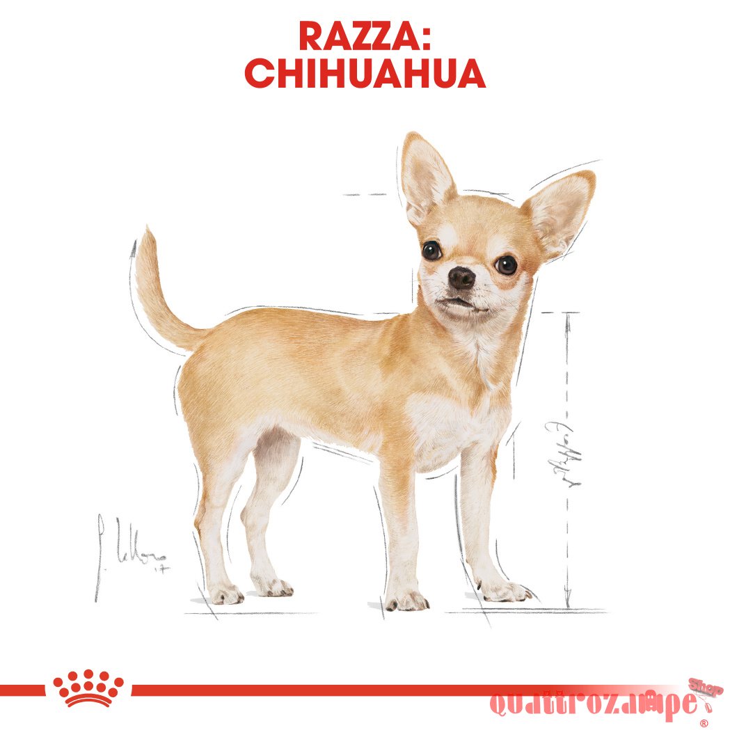Royal Canin Chihuahua Adult