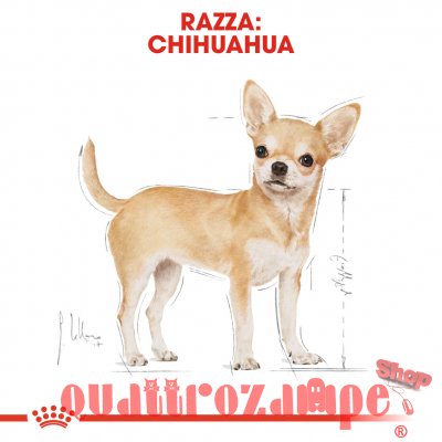Royal Canin Chihuahua Adult