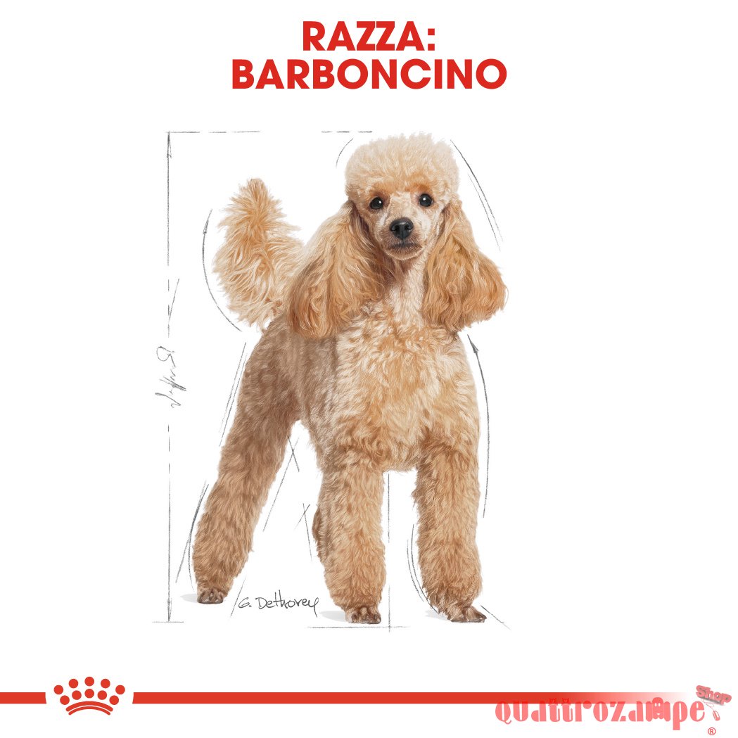 Royal Canin Poodle Adult Barboncino