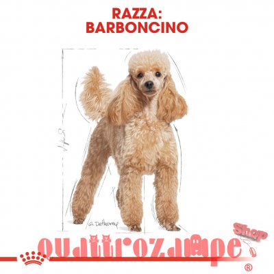 Royal Canin Poodle Adult Barboncino