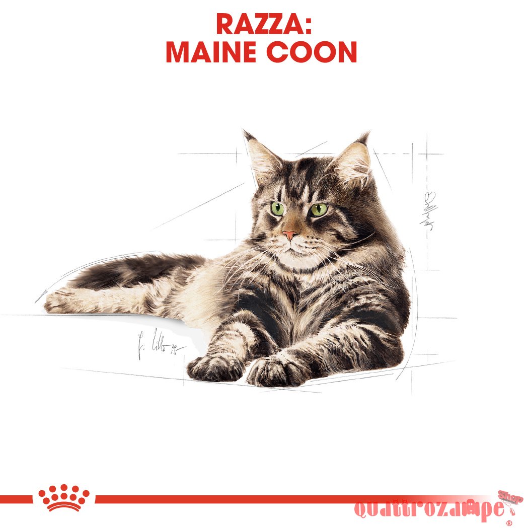 Royal Canin Maine Coon Adult