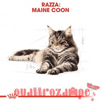 Royal Canin Maine Coon Adult