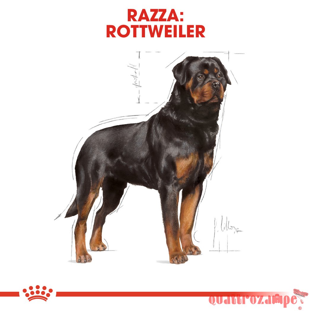 Royal Canin Rottweiler