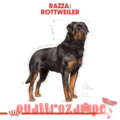 Royal Canin Rottweiler