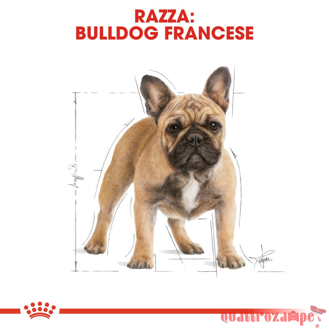 Royal Canin Bulldog Francese Adult 9 kg