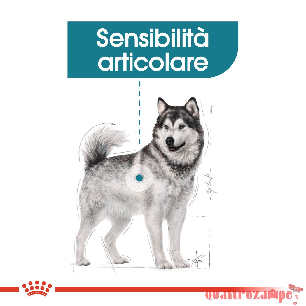 Royal Canin Maxi Joint Care 10 kg Per Cane