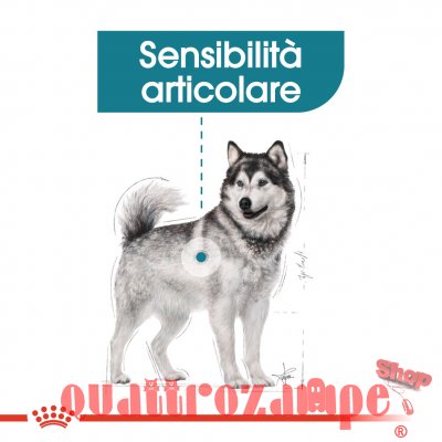 Royal Canin Maxi Joint Care 10 kg Per Cane