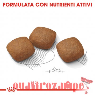 Royal Canin Maxi Joint Care 10 kg Per Cane