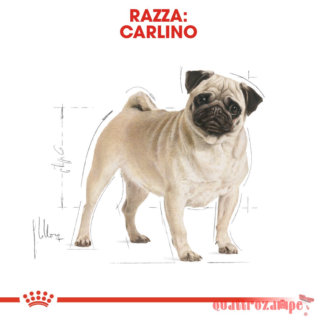 Royal Canin Pug Carlino Adult per Cani