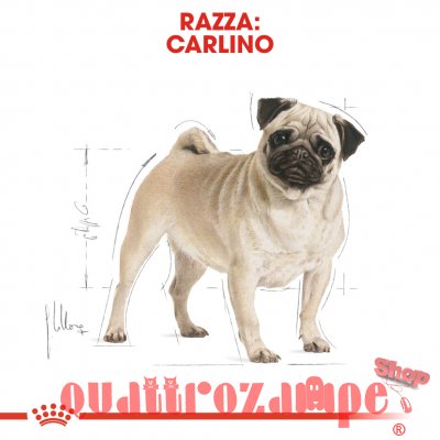 Royal Canin Pug Carlino Adult per Cani