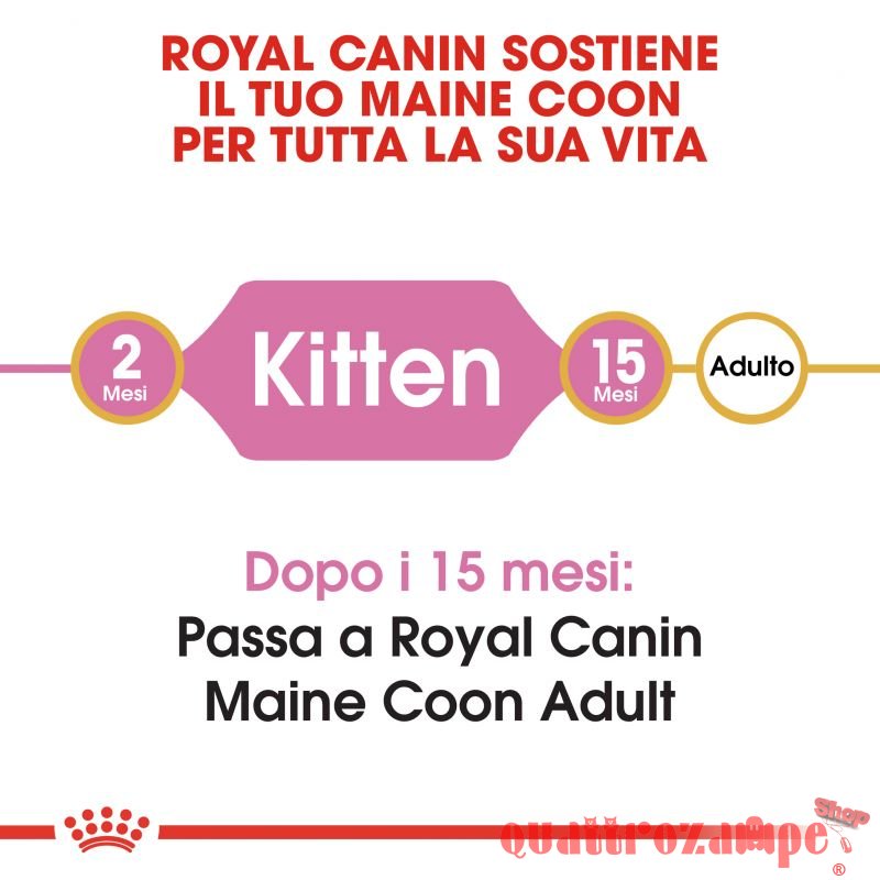Royal Canin Kitten Maine Coon Cibo Per Gatti di Razza