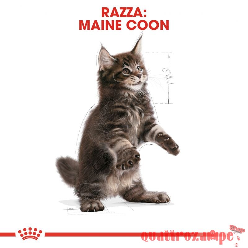 Royal Canin Kitten Maine Coon Cibo Per Gatti di Razza