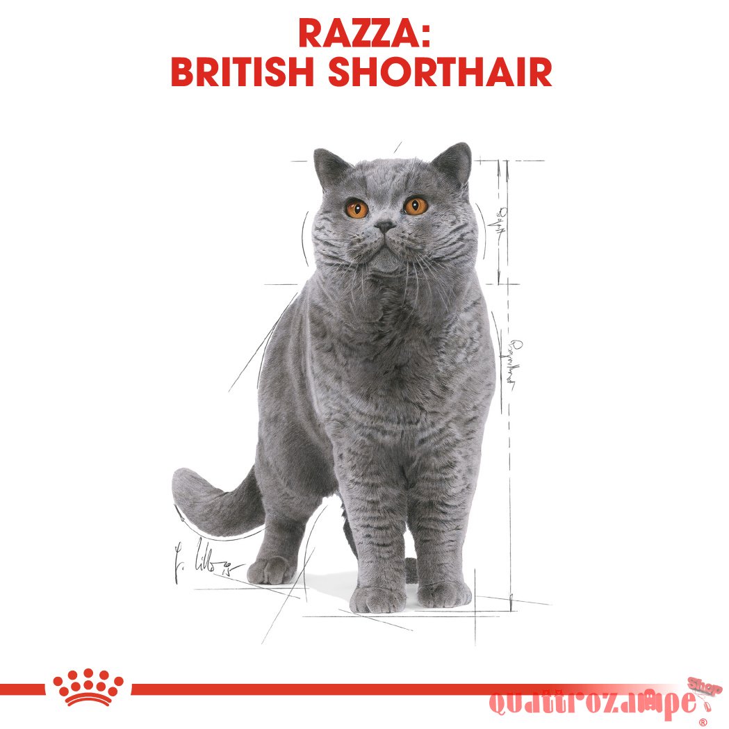 Royal Canin British Shorthair Adult 2 kg