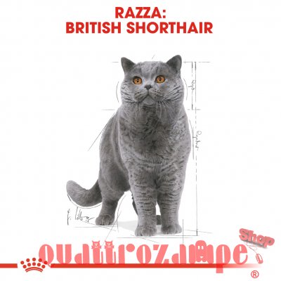 Royal Canin British Shorthair Adult 2 kg