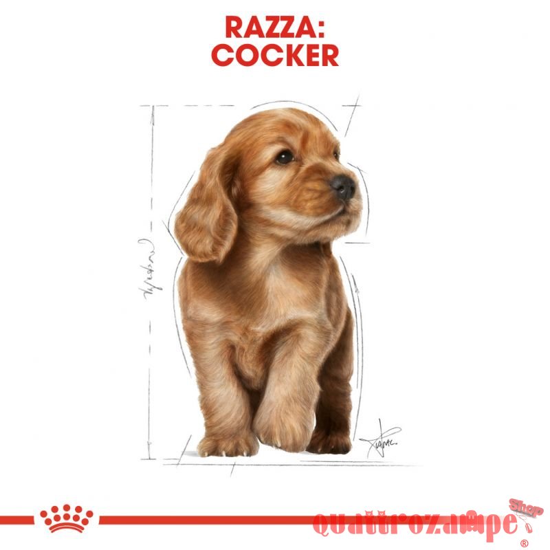 Royal Canin Cocker Puppy 3 kg Crocchette Cani