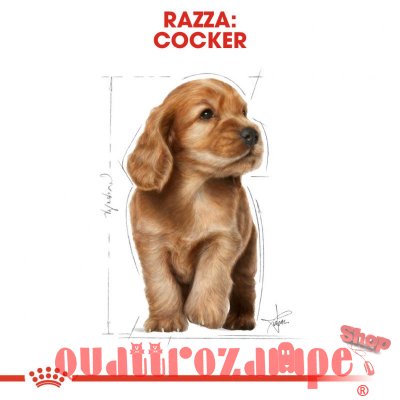 Royal Canin Cocker Puppy 3 kg Crocchette Cani