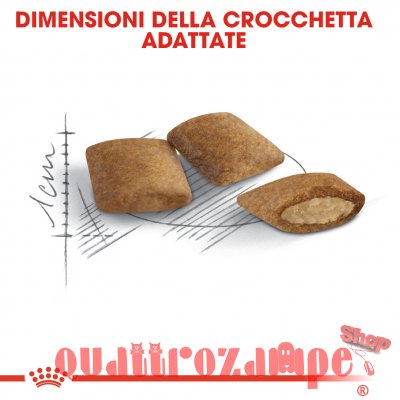 Royal Canin Senior Ageing Crocchette Gatto Anziano