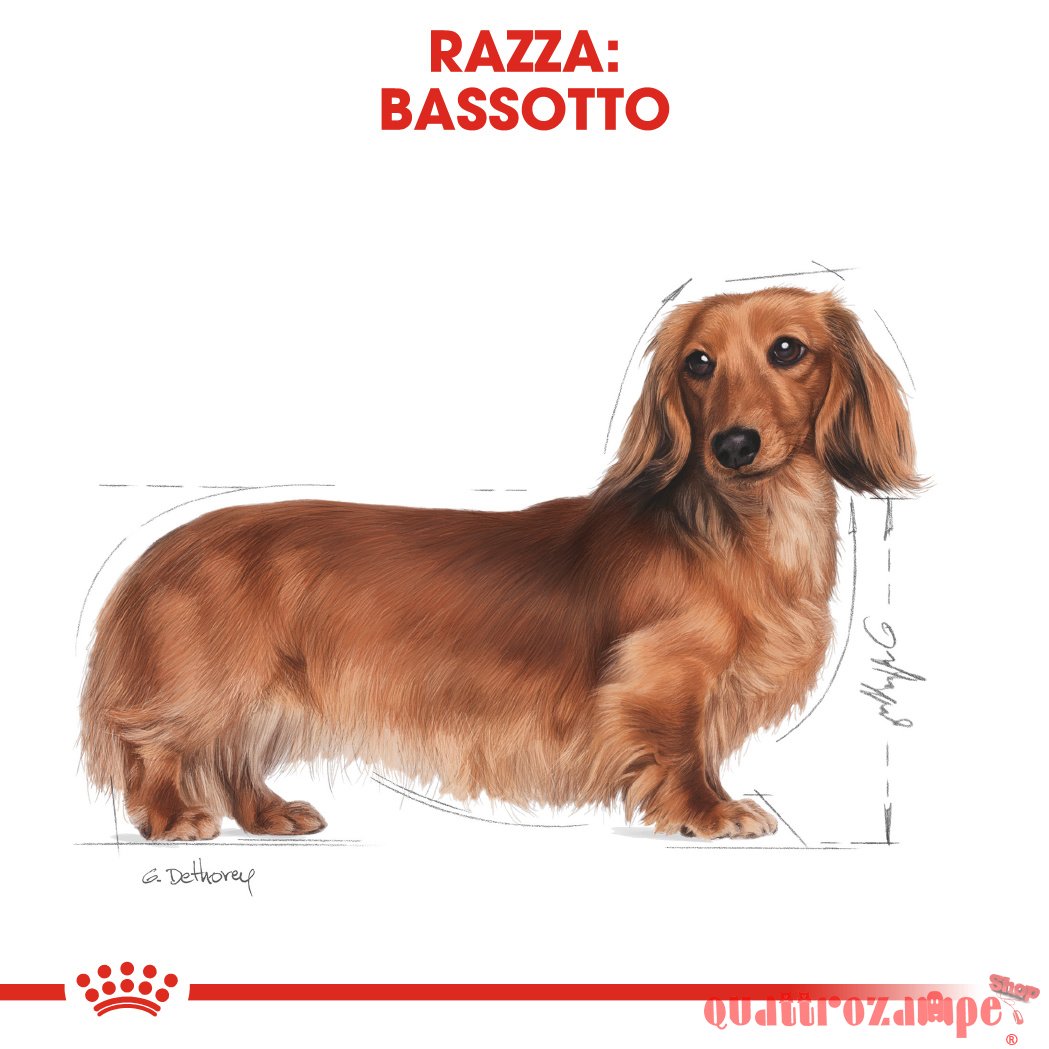 Royal Canin Dachshund Adult 1,5 kg Per Cane Bassotto
