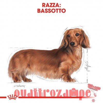Royal Canin Dachshund Adult 1,5 kg Per Cane Bassotto